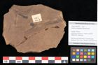 Foto (Objekt + Etikett) von Quercus palaeoilex Ettingshausen (NHMW-GEO-2024-0188-0827)